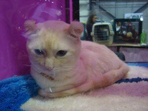 американский керл американский керл