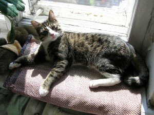 дом для кошки дом для кошки