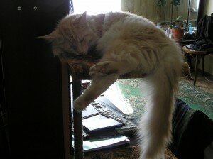 дом для кошки