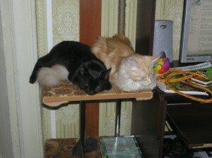 кошки в доме кошки в доме