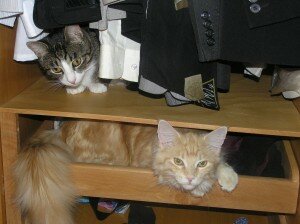 кошки в доме