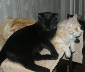 Трикс и Обаяси Трикс и Обаяси