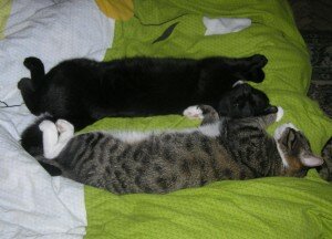 Чинга и Трикс Чинга и Трикс