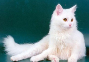 турецкая аногра турецкая аногра