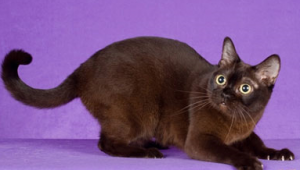 бурманская кошка бурманская кошка