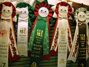 расписание выставок кошек расписание выставок кошек