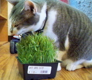 кормление кошки