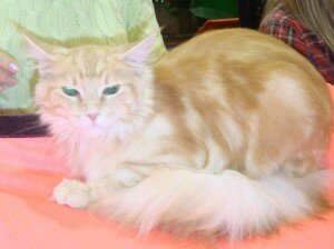 мейн-кун мейн-кун