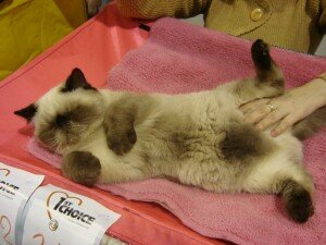 выставка кошек выставка кошек