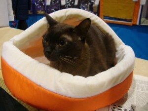 бурма бурма