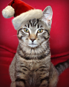 santa-cat