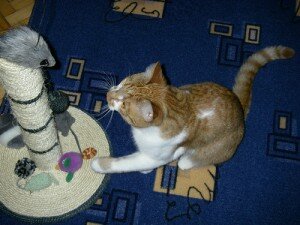 приучаем кота к когтеточке приучаем кота к когтеточке