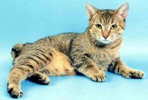 редкая порода кошек пикси-боб редкая порода кошек пикси-боб