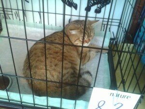 выставка кошек