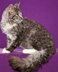 редкая порода кошек лаперм редкая порода кошек лаперм