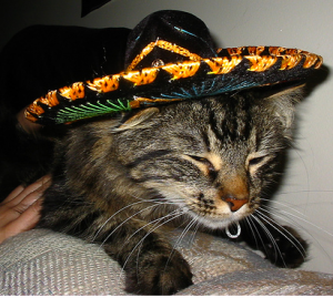 кот-мексиканец