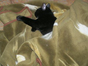 Трикс Трикс