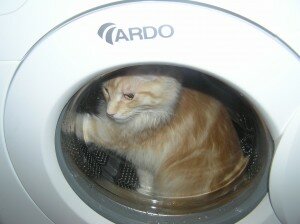 мейн-кун мейн-кун