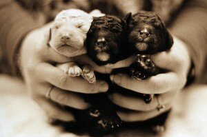 новорожденные щенки