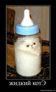 демотиваторы кошки демотиваторы кошки