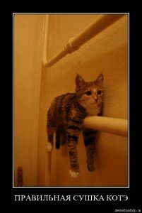 демотиваторы кошки демотиваторы кошки