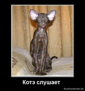 демотиваторы кошки демотиваторы кошки