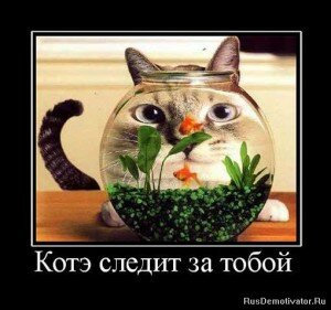 демотиваторы кошки демотиваторы кошки