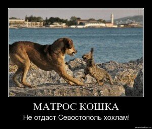 демотиваторы кошки демотиваторы кошки