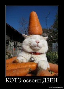 демотиваторы кошки демотиваторы кошки