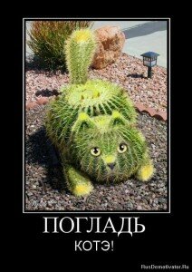 демотиваторы кошки демотиваторы кошки