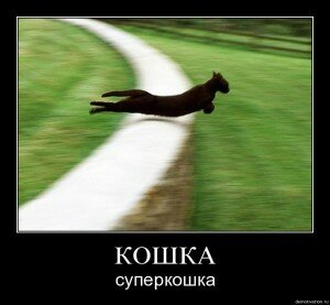 демотиваторы кошки демотиваторы кошки
