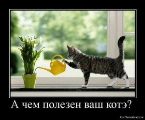 демотиваторы кошки демотиваторы кошки