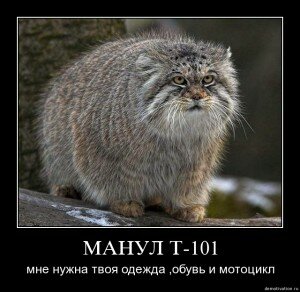 демотиваторы кошки демотиваторы кошки