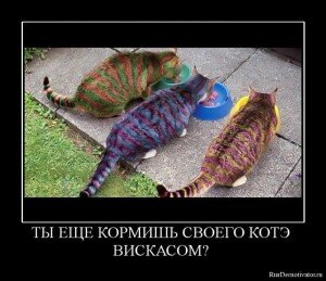 демотиваторы кошки демотиваторы кошки