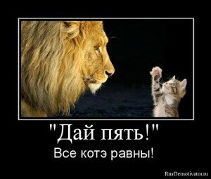 демотиваторы кошки демотиваторы кошки