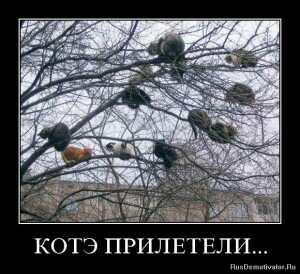 демотиваторы кошки демотиваторы кошки