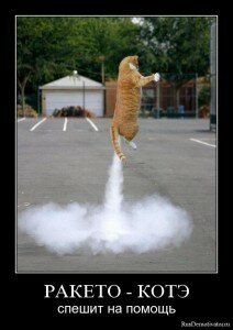 демотиваторы кошки демотиваторы кошки