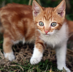 легенды о кошках