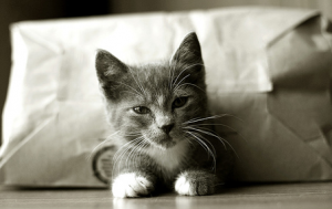 лучший наполнитель для кошачьего туалета - силикогель лучший наполнитель для кошачьего туалета - силикогель