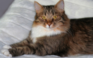 sibirian-cat sibirian-cat