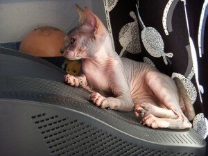 кот канадский сфинкс