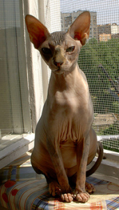 кот канадский сфинкс