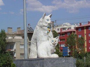 турецкий ван турецкий ван