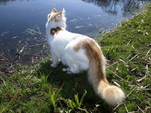 турецкий ван турецкий ван