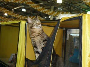 выставка кошек в Санкт-Петербурге выставка кошек в Санкт-Петербурге