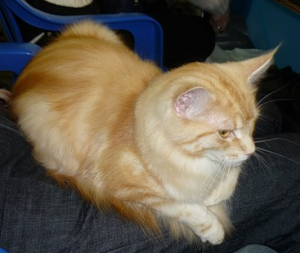 выставка кошек в Санкт-Петербурге