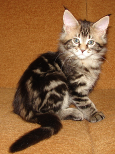 котята мейн кун недорого котята мейн кун недорого