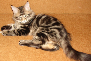 cкотята мейн кун недорого cкотята мейн кун недорого