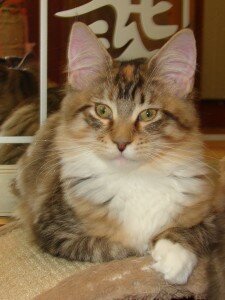 тигровый черепаховый с белым тигровый черепаховый с белым