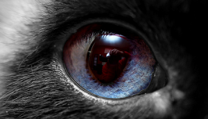 кошачий глаз